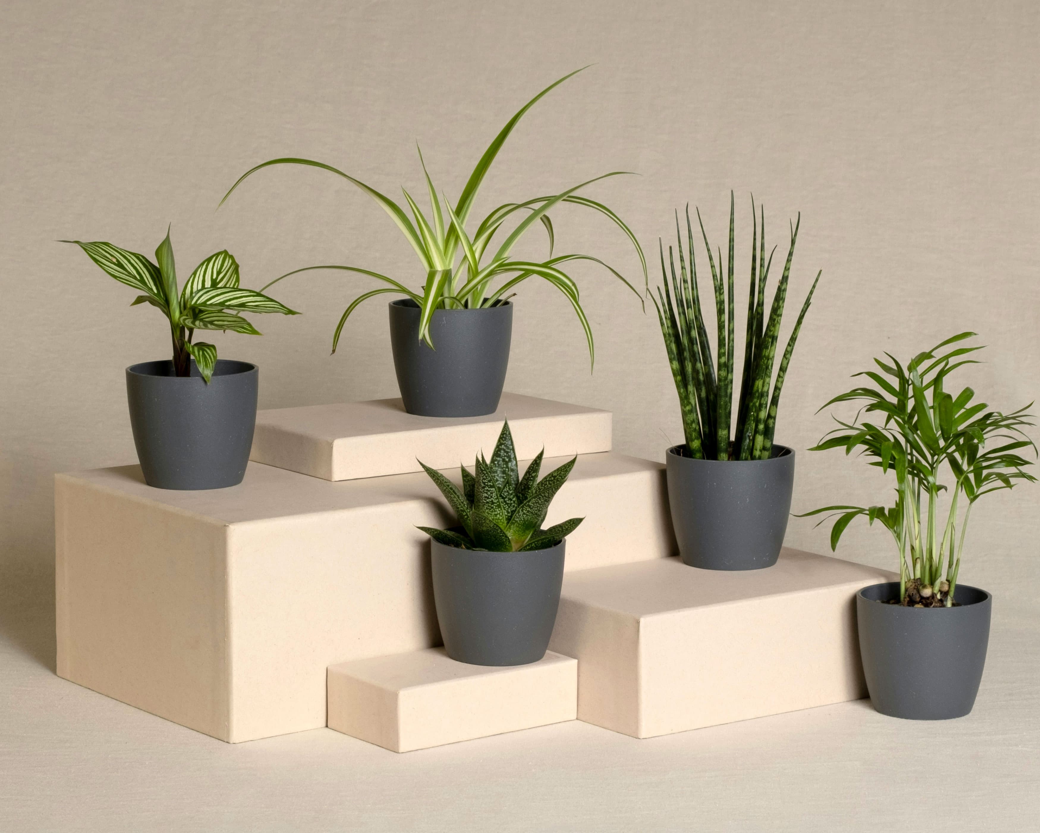 Cinco plantas pequeñas en macetas exhibidas sobre bloques apilados de color beige, con una variedad de follaje verde en macetas de color gris oscuro contra un fondo neutro.